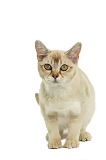 Burmilla: 80194571 Cat - Burmilla Jean-Michel Labat All images