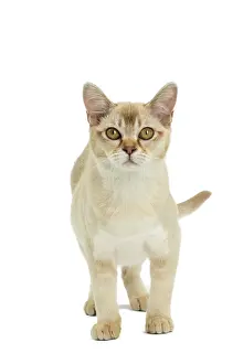 Burmilla: 80194573 Cat - Burmilla Jean-Michel Labat All images