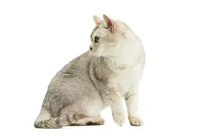 Burmilla: 80194576 Cat - Burmilla Jean-Michel Labat All images