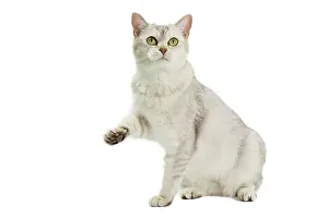 Burmilla: 80194577 Cat - Burmilla Jean-Michel Labat All images