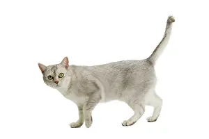 Burmilla: 80194578 Cat - Burmilla Jean-Michel Labat All images
