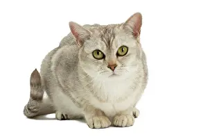 Burmilla: 80194580 Cat - Burmilla Jean-Michel Labat All images