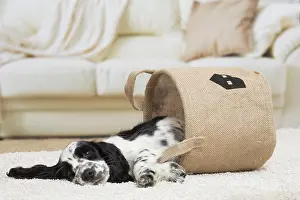 Cocker: 80194639 Dog - English Cocker Spaniel puppy Jean-Michel
