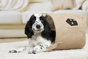 Cocker: 80194640 Dog - English Cocker Spaniel puppy Jean-Michel