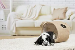 Cocker: 80194641 Dog - English Cocker Spaniel puppy Jean-Michel