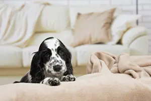 Cocker: 80194643 Dog - English Cocker Spaniel puppy Jean-Michel