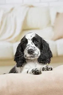 Cocker: 80194644 Dog - English Cocker Spaniel puppy Jean-Michel