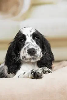 Cocker: 80194645 Dog - English Cocker Spaniel puppy Jean-Michel