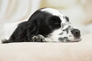 Cocker: 80194646 Dog - English Cocker Spaniel puppy Jean-Michel