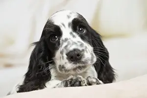 Cocker: 80194647 Dog - English Cocker Spaniel puppy Jean-Michel