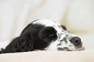 Cocker: 80194648 Dog - English Cocker Spaniel puppy Jean-Michel