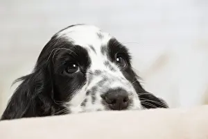 Jean: 80194649 Dog - English Cocker Spaniel puppy Jean-Michel