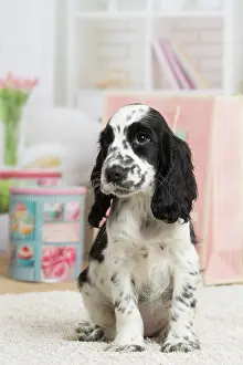 Cocker: 80194650 Dog - English Cocker Spaniel puppy Jean-Michel