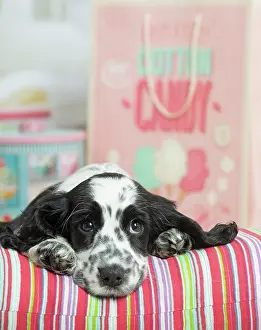 Cocker: 80194651 Dog - English Cocker Spaniel puppy Jean-Michel