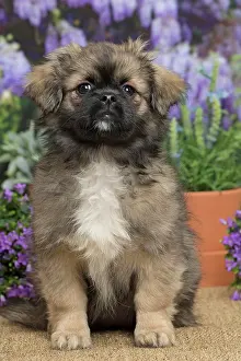 Tibetan: 80194652 Dog - Tibetan Spaniel puppy Jean-Michel