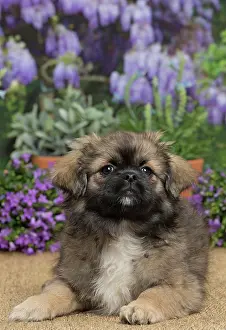Tibetan: 80194653 Dog - Tibetan Spaniel puppy Jean-Michel