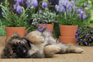 Tibetan: 80194654 Dog - Tibetan Spaniel puppy Jean-Michel