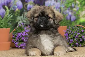Tibetan: 80194655 Dog - Tibetan Spaniel puppy Jean-Michel