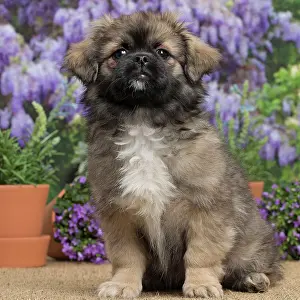 Tibetan: 80194656 Dog - Tibetan Spaniel puppy Jean-Michel