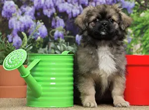 Tibetan: 80194657 Dog - Tibetan Spaniel puppy Jean-Michel