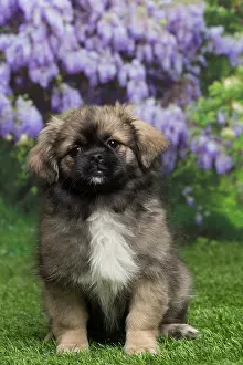 Tibetan: 80194658 Dog - Tibetan Spaniel puppy Jean-Michel