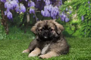 Tibetan: 80194659 Dog - Tibetan Spaniel puppy Jean-Michel