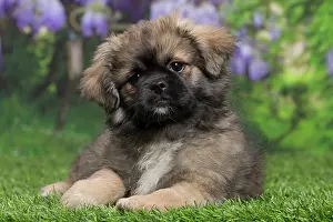 Tibetan: 80194660 Dog - Tibetan Spaniel puppy Jean-Michel