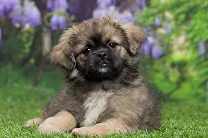 Tibetan: 80194661 Dog - Tibetan Spaniel puppy Jean-Michel