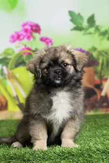 Tibetan: 80194662 Dog - Tibetan Spaniel puppy Jean-Michel