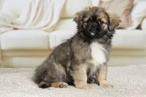 Tibetan: 80194663 Dog - Tibetan Spaniel puppy Jean-Michel