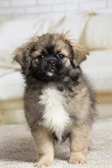 Tibetan: 80194664 Dog - Tibetan Spaniel puppy Jean-Michel