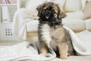 Tibetan: 80194665 Dog - Tibetan Spaniel puppy Jean-Michel
