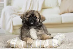 Tibetan: 80194666 Dog - Tibetan Spaniel puppy Jean-Michel