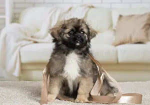 Tibetan: 80194667 Dog - Tibetan Spaniel puppy Jean-Michel