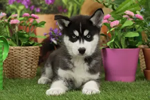 Husky: 80194668 Dog - Husky puppy Jean-Michel Labat All