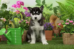 Husky: 80194670 Dog - Husky puppy Jean-Michel Labat All