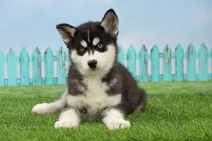 Husky: 80194671 Dog - Husky puppy Jean-Michel Labat All