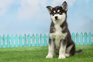 Husky: 80194672 Dog - Husky puppy Jean-Michel Labat All