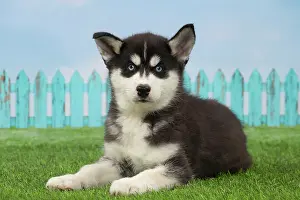Husky: 80194673 Dog - Husky puppy Jean-Michel Labat All