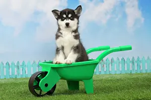 Husky: 80194675 Dog - Husky puppy Jean-Michel Labat All