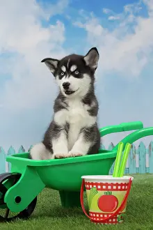 Husky: 80194676 Dog - Husky puppy Jean-Michel Labat All