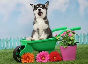 Husky: 80194677 Dog - Husky puppy Jean-Michel Labat All