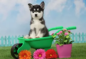 Husky: 80194678 Dog - Husky puppy Jean-Michel Labat All