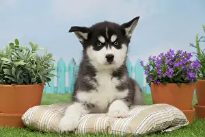 Husky: 80194679 Dog - Husky puppy Jean-Michel Labat All