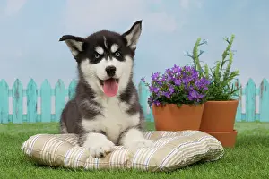 Husky: 80194680 Dog - Husky puppy Jean-Michel Labat All