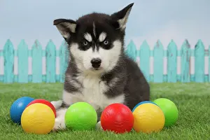 Husky: 80194681 Dog - Husky puppy Jean-Michel Labat All