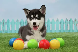 Husky: 80194682 Dog - Husky puppy Jean-Michel Labat All