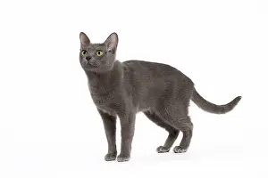 Korat: 80194685 Cat - Korat Jean-Michel Labat All images