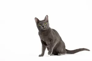 Korat: 80194687 Cat - Korat Jean-Michel Labat All images