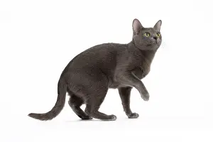 Korat: 80194688 Cat - Korat Jean-Michel Labat All images